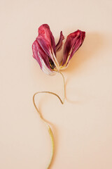 Fading burgundy tulip flower head with serpentine stem on cream backdrop