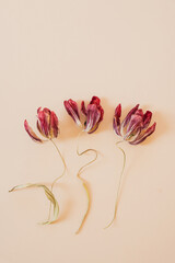 Flat lay of three fading tulip flowers