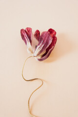 Tulip flower in deep red maroon tones