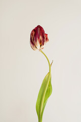 Delicate tulip flower showing natural color variations and textures