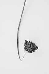 Monochrome Photo of a Dried Flower Still Life