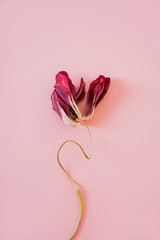 Dried burgundy tulip with coiled stem on pale pink background