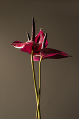 Studio Shot of Red Anthurium Flowers