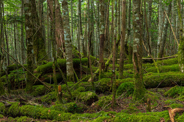 日本の風景・夏　長野県佐久穂町　北八ヶ岳　苔の森
