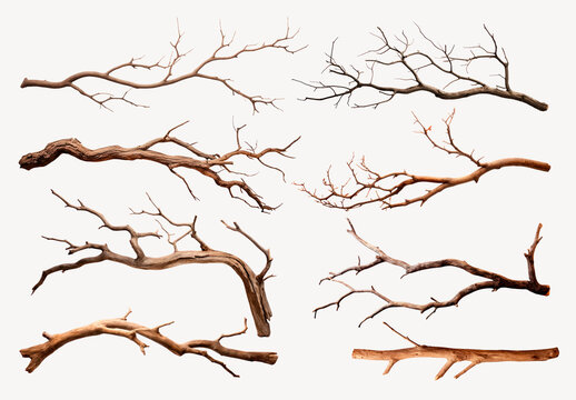 Natural Dried Branches Element Set