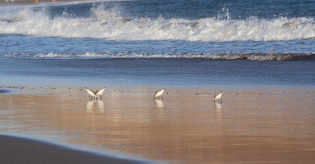 Sanderling shorebirds searching for food along wet shoreline. Their reflections and warm sunrise tones create a serene coastal wildlife scene perfect for travel, nature, and environmental concepts.