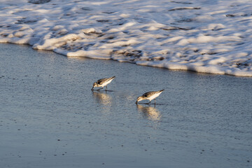 Sanderling shorebirds searching for food along wet shoreline. Their reflections and warm sunrise tones create a serene coastal wildlife scene perfect for travel, nature, and environmental concepts.