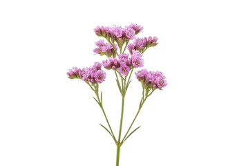 Fototapeta premium Delicate cluster of small pink statice flowers isolated on transparent background