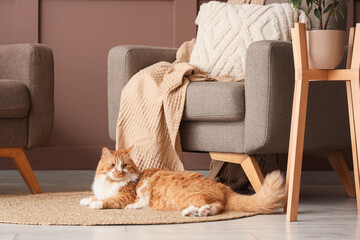 Cute fluffy cat lying on rug near armchair at home © Pixel-Shot
