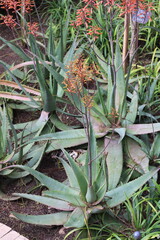 Obraz premium Dwala aloe, African bushveld aloe, Malawiische Felsenaloe, Aloe chabaudii, Asphodelaceae