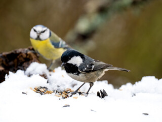 Tannenmeise, Periparus ater, coal tit © Lothar Lenz