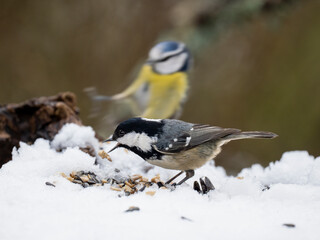 Tannenmeise, Periparus ater, coal tit © Lothar Lenz