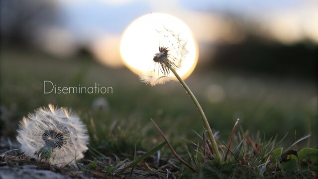 Dandelion Seed Head Illuminated by Soft Golden Light