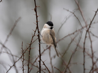Sumpfmeise, Marsh tit, Poecile palustris