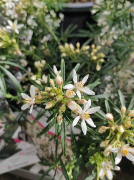 Choisya dumosa, Mexican orange, Rutaceae