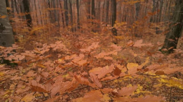 Dreamy Monochromatic Pale Rusty Autumn Beech Leaves In Diffuse Light With Copy Space