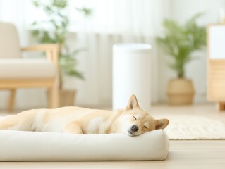 Relaxed Dog Resting on Soft Rug in Modern Living Room