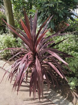 Cabbage palm, Chou palmiste, Cordyline australis purpurea, Asparagaceae