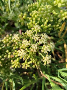 Rock Samphire, Sea fennel, Crithmum maritimum, Apiaceae