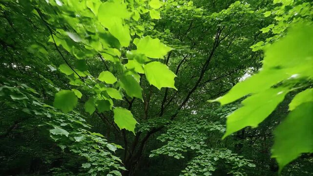 Lush Green Forest Canopy With Gentle Swaying Leaves And Sunlight Filtering Through, Deep Woods Movement, Representing Nature's Serenity, Growth