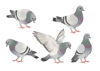 Obraz premium Watercolor Pigeon Illustration／鳩