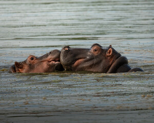 two Hippopotamuses Fighting in Water