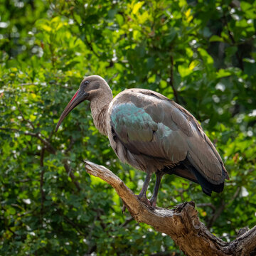 Hadada Ibis perched on branch with green leaves background