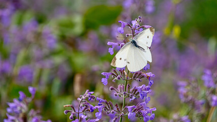 花にとまるモンシロチョウ