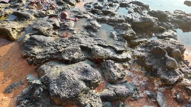 Wide slow motion shot of a rocky coastline with tide pools and dead coral formations on the sand, sunny day at Hikkaduwa beach, Sri Lanka.