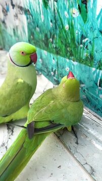 two green parrots