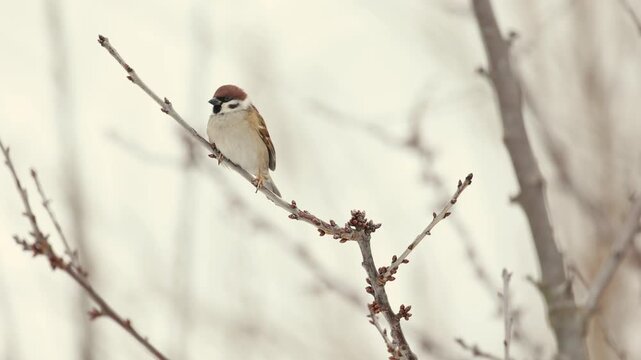 Bird - Tree Sparrow Passer montanus perched on tree winter time small bird on blurred warm amazing background eastern north part Poland Europe