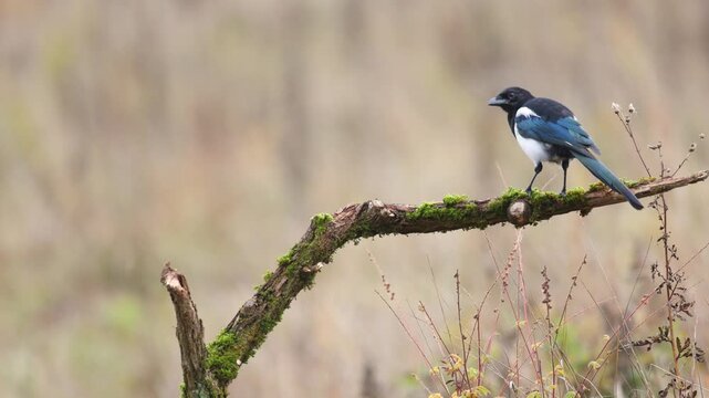 Bird - Common magpie Pica pica, very smart and clever birds with black and white plumage on blurred background, autumn time Poland Europe