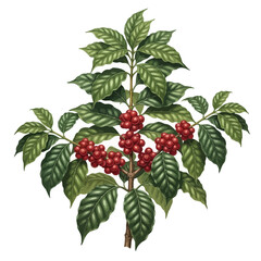 Coffee Plant Branch With Red Berries Isolated on White Background