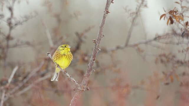 Bird - Yellowhammer ( Emberiza citrinella ) small yellow bird sitting on the branch winter time frosty day Poland Europe