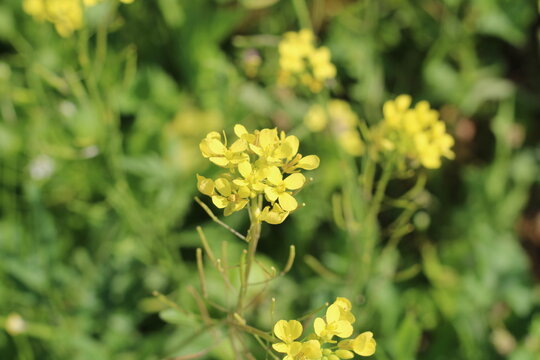 Austral wall rocket, Diplotaxis australe, Diplotaxis australis, Brassicaceae