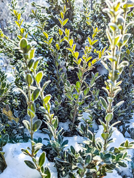 Some bushes and the surrounding lawn are slightly covered in a crisp morning frost, suggesting the arrival of early winter or a cold autumn. High quality photo