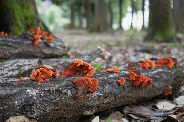 Fototapeta premium シュタケ（Pycnoporus cinnabarinus）：朽ち木に発生したオレンジ色のキノコをクローズアップ／日本埼玉県鶴ヶ島市・7月