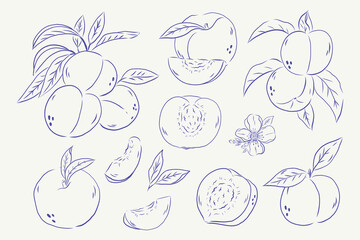 Hand draw sketck style peach illustration.Whole peaches, sliced peach halves, peach wedges, leaves and blossom elements.
