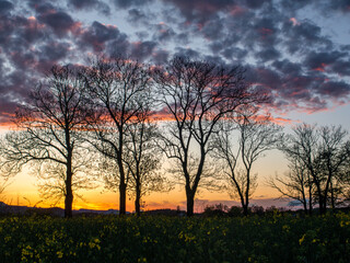 Zachód słońca nad rzepakowym polem, Kotlina Kłodzka. © Krystian