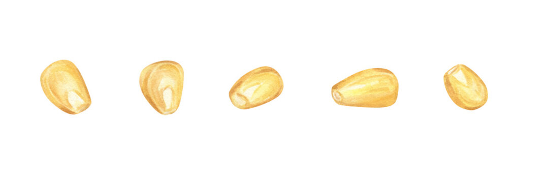 Watercolor single ripe corn grains clip art illustration on isolated background. Mexican maize set for agricultural branding, organic food packaging, farm products, vegan recipe designs