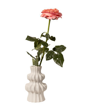 Rosa hybrida coral rose upright in ceramic vase isolated background. Single garden flower minimal interior styling composition. Spring floral decor concept..