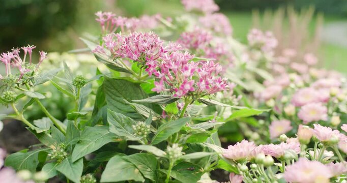 Close up of pink star cluster flowers blooming in garden bed