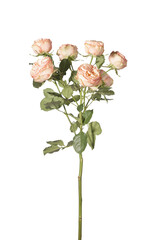 Rosa multiflora peach spray roses vertical stem isolated background. Garden bush rose minimal composition. Spring floral botanical concept.. © valiantsin