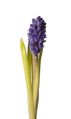 Fototapeta premium Single hyacinthus orientalis purple bloom isolated background. Vertical hyacinth stem minimal studio composition. Spring floral botanical concept..