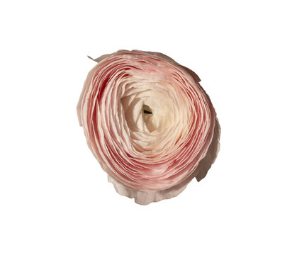 Top view ranunculus asiaticus pink layered bloom isolated background. Single buttercup flower minimal composition. Spring floral botanical detail concept..