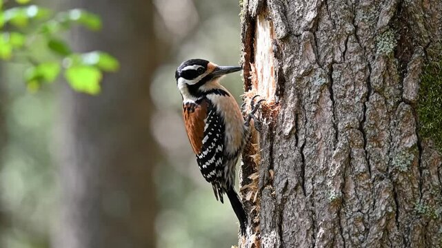 A woodpecker with distinctive black, white, and brown plumage pecking at a tree trunk with a blurred green background. Perfect for wildlife illustrations, educational materials, and nature