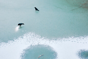 【山形県山形市】凍った水面の上を歩いている2羽の鴉