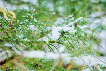 【山形県山形市】松に積もった雪