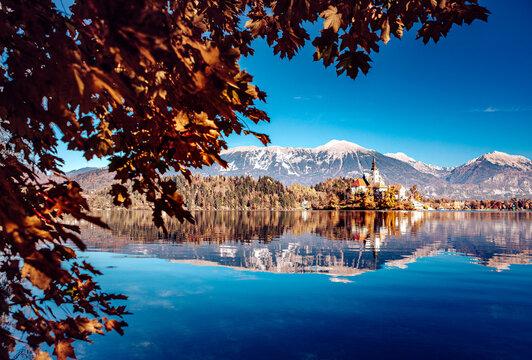 View of serene waters mirroring the island church and snow-dusted Alps under a crisp blue sky, framed by the warm hues of autumn leaves, Bled, Radovljica, Slovenia.