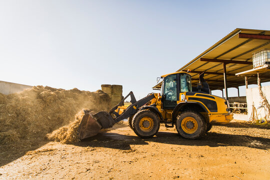 Side view of a yellow wheel loader transferring silage into a feed mixer in a rural farm setting. Dust rises in the air under bright sunlight during daily livestock feeding operations.